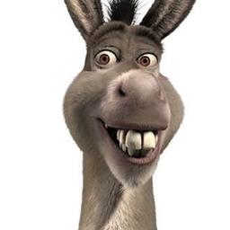 Burro