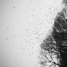 صوت موشن