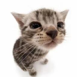 kitty