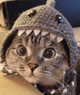 Meow Moew