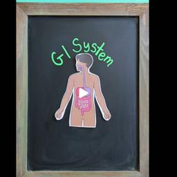 音频克隆GASTROINTESTINAL SYSTEM OVERVIEW