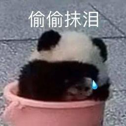dongbei