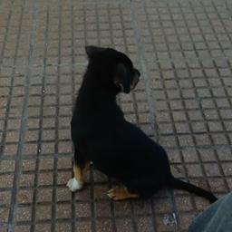 Cerati