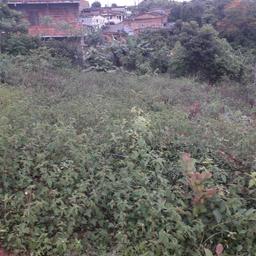 Baiano 