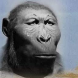 بولا