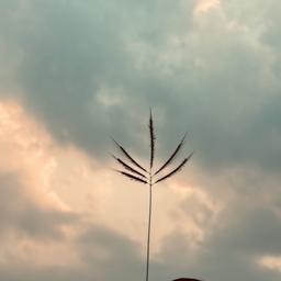 Kunal Raut