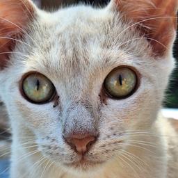 Tobias 
