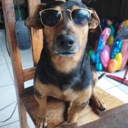 pastor mirim