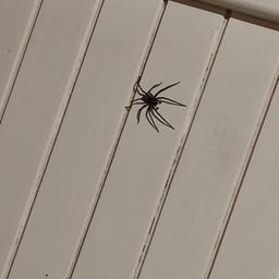 aranha