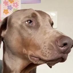 Winston
