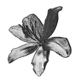pizarnik 